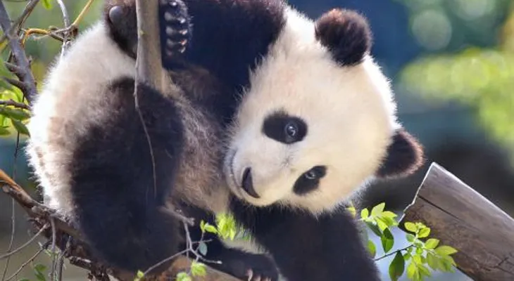 Temen por la vida del primer panda del mundo operado del estómago 