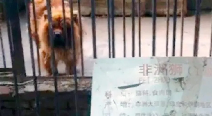 Zoológico chino disfrazaba perros y ratas de leones y reptiles