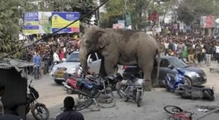 Desafortunado en el amor, elefante golpea 15 autos en China