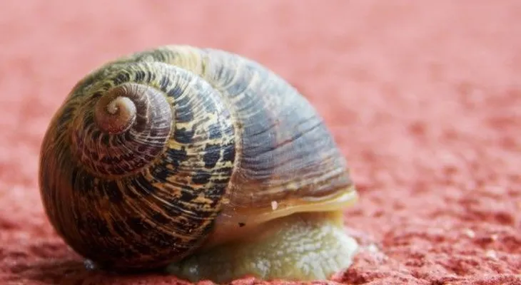 ¿Sabías que un caracol puede dormir por tres años y una siesta regular es de una semana?