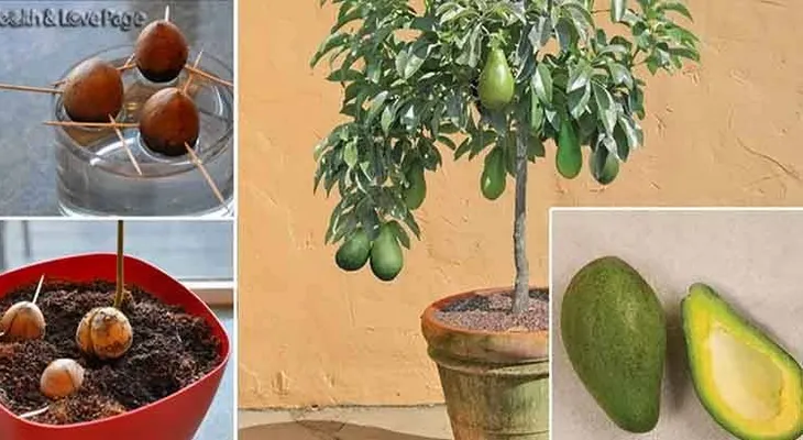Deja de comprar aguacates. Te explicamos como cultivarlos en tu casa!