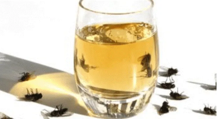 ¿Tienes problemas con moscas, mosquitos y cucarachas? Prueba esta receta y acaba con ellos