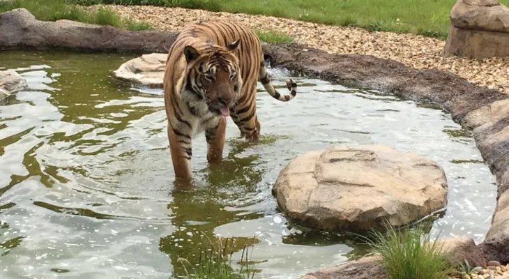 Tigre mata a su cuidadora en Reino Unido