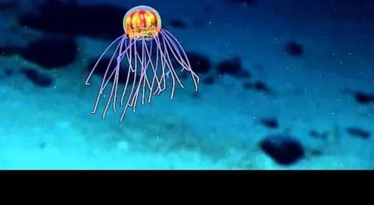 Encuentran una medusa brillante parecida a una criatura extraterrestre