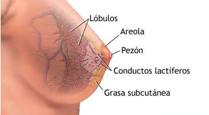 Galactorrea: Causas y factores de riesgo  (VIDEO)