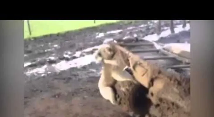 Una chica aterrorizada vuela en su cuatrimoto al ser perseguida por un koalaenloquecido (VIDEO