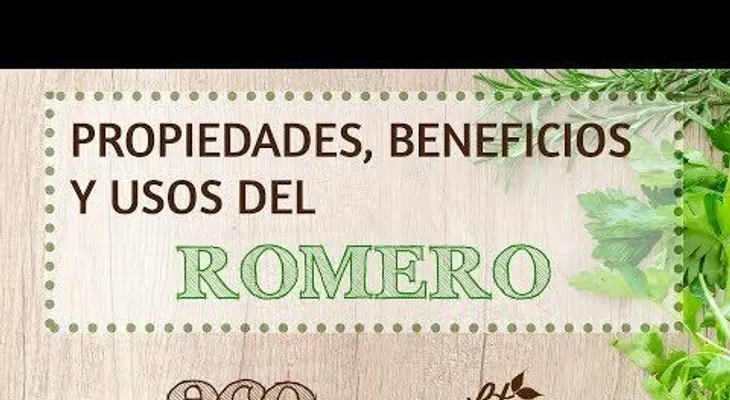 El romero: conoce sus grandes propiedades