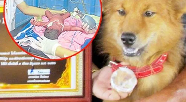 MILAGROSO: Lo tiraron vivo a la basura y este perro le salvó la vida
