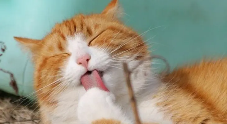 Descubre por qué un gato ronronea y los beneficios que tiene