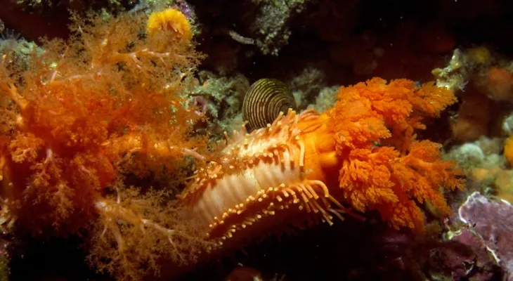 Científicos demuestran que este animal marino detiene el cáncer 