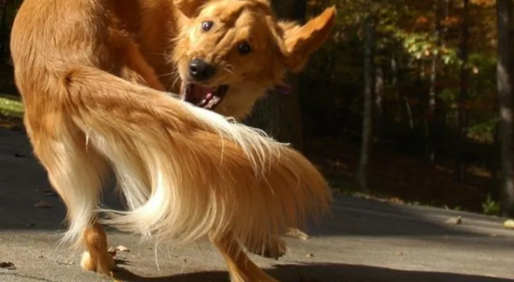 ¿Por qué los perros hacen esas cosas extrañas que te avergüenzan?