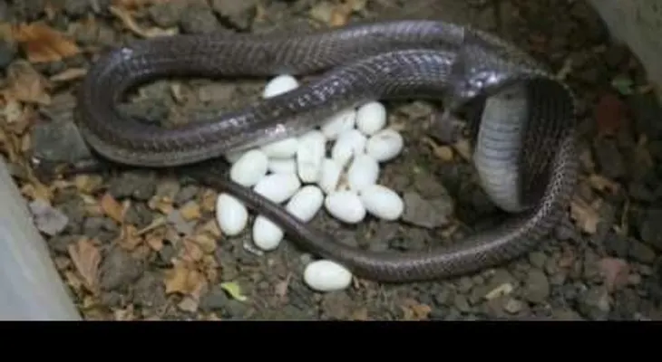 Un colector de serpientes se prepara para una liberación masiva de cobras negras