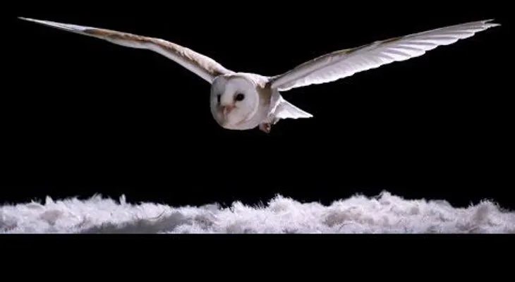 ¿Por qué las lechuzas no hacen ruido al volar?