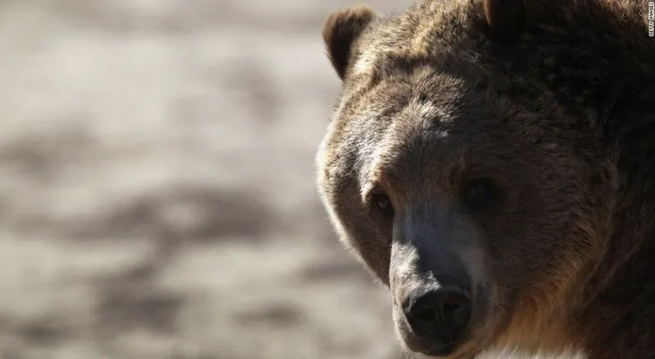 Video viral: un oso se divierte rodando por una colina