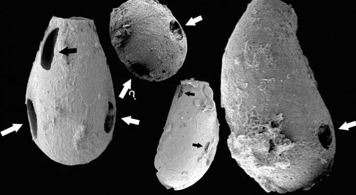  Pequeños vampiros habitaban la Tierra hace 550 millones de años