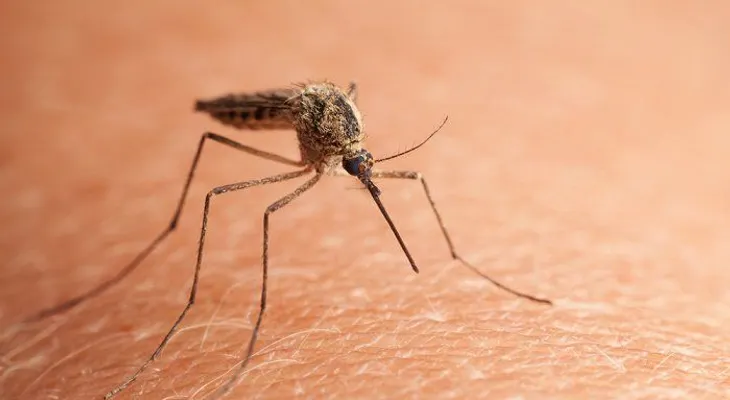 Los mosquitos: El mejor remedio para ahuyentarlo (VIDEO)
