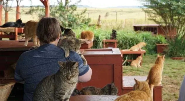 Estos 600 gatos de Hawai tienen mejor vida que tú
