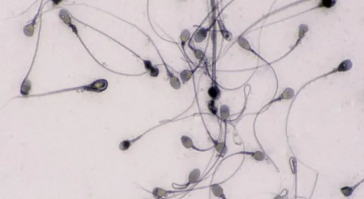 Crean células producir óvulos y espermatozoides