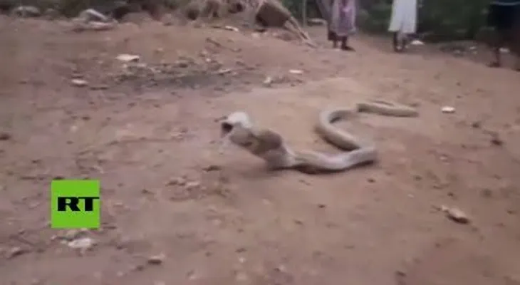 El angustioso video de una cobra vomitando una botella que se tragó por error