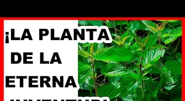 Esta planta cura la impotencia, nutre y regenera tus células de pies a cabeza: La eterna juventud