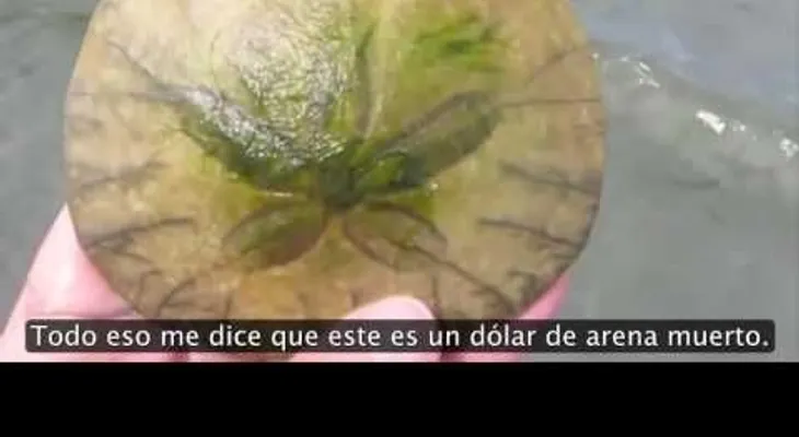 Ella encontró este extraño bicho en la arena. Pero mira cuando lo da vuelta? ! (VIDEO)