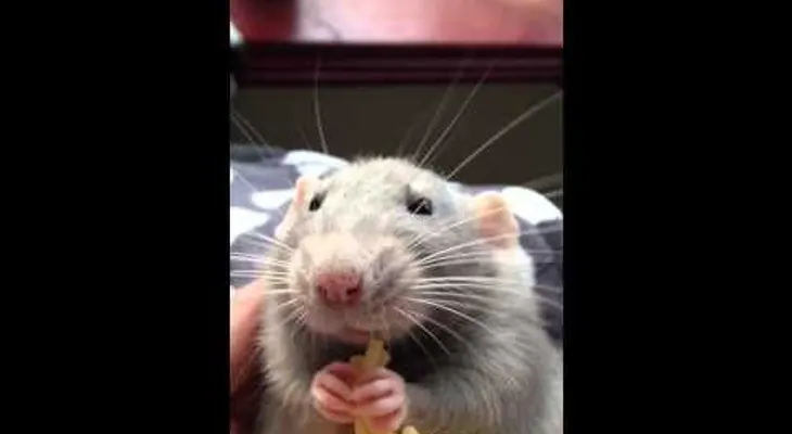 Ratón que come tallarines enternece en la red (VIDEO)
