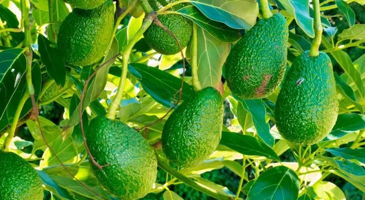 Acaba con las lombrices, la tos y los dolores estomacales y menstruales con esta hoja conocida en el MUNDO