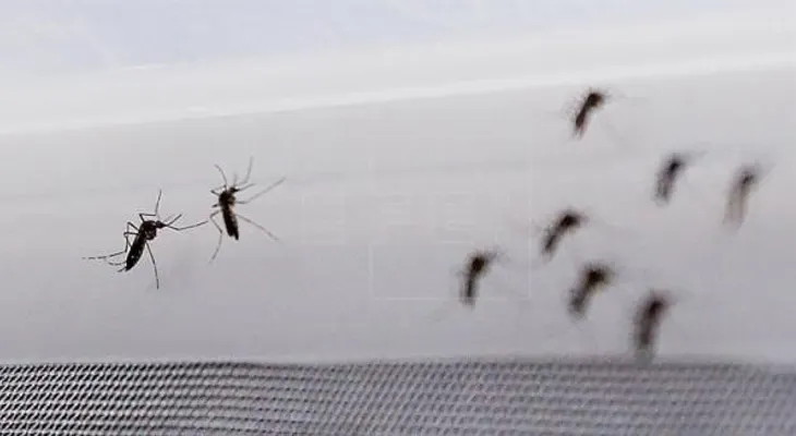 Registrado en Madrid el primer contagio por vía sexual de zika en España