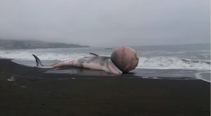 Una ballena varada con una extraña protuberancia causó sorpresa en las costas de Chile