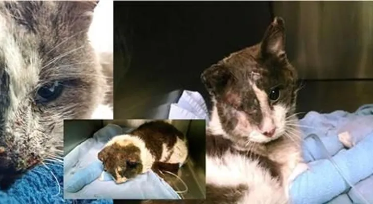 Fiscal dominicana de Passaic en NJ arresta tres niños por torturar un gato