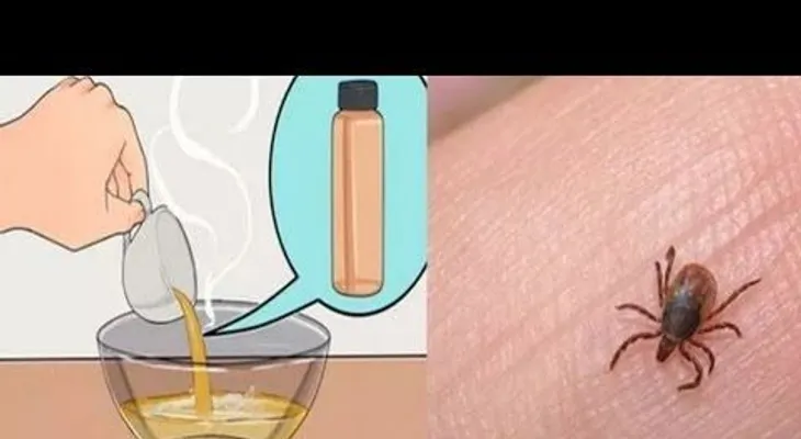 Potente remedio para eliminar las garrapatas y pulgas de su casa y de sus animales 