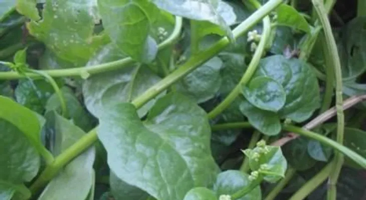Las verduras de hoja verde cuidan el intestino