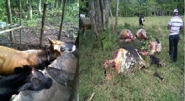 Ganaderos piden frenar cuatrerismo provincia Monte Plata