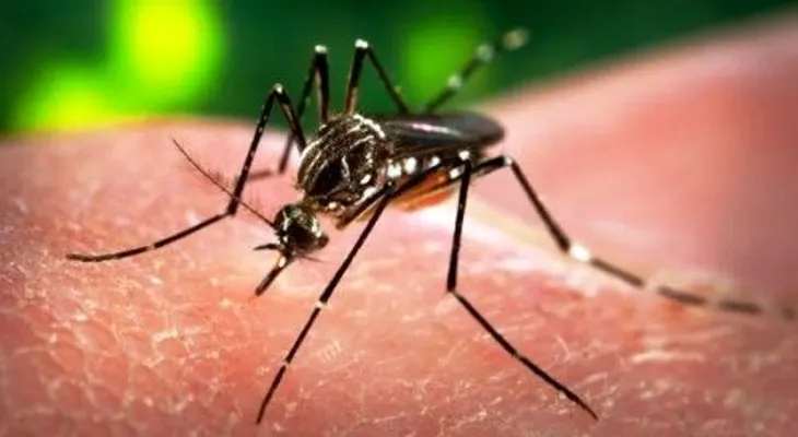 Identificarán focos endémicos del chikungunya y dengue 