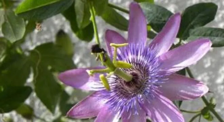 La pasiflora, maracuyá, flor de pasión, granadilla o chinola, es uno de los mejores remedios para los nervios, depresión y dolores menstruales