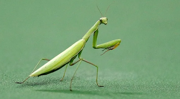 La tenebrosa imagen de una mantis devorando la cabeza de un pájaro inquieta a las redes
