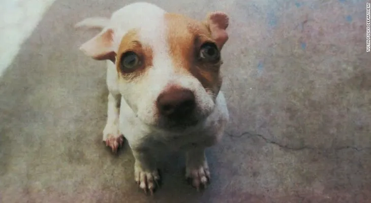 Este perrito dio positivo por metanfetaminas y heroína en un control antidrogas