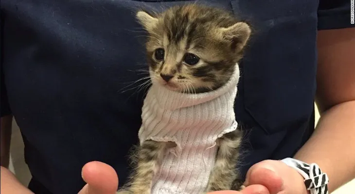 El poder de los gatos sobre la humanidad: ¿son tan buenos para la salud como crees?