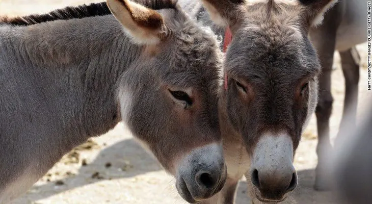 ¿Por qué China está comprando el suministro global de burros?