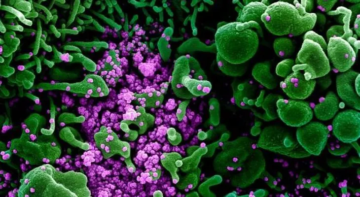 ¿Qué pasa si te infectas con dos variantes del coronavirus a la vez?