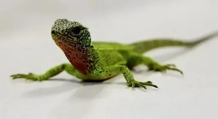 Descubren nueva especie de lagarto en parque natural de los Andes de Perú