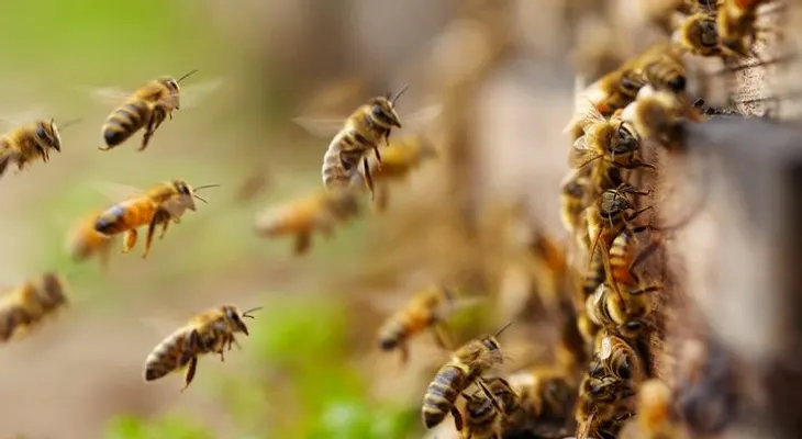 Descubren abejas pueden aprender a resolver operaciones matemáticas; su veneno tiene beneficios medicinales