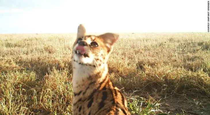 Los animales también sufrirán con el muro que pretende construir Trump en la frontera con México