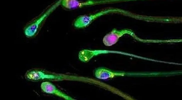 Los espermatozoides más rápidos son los más dotados para la fertilización