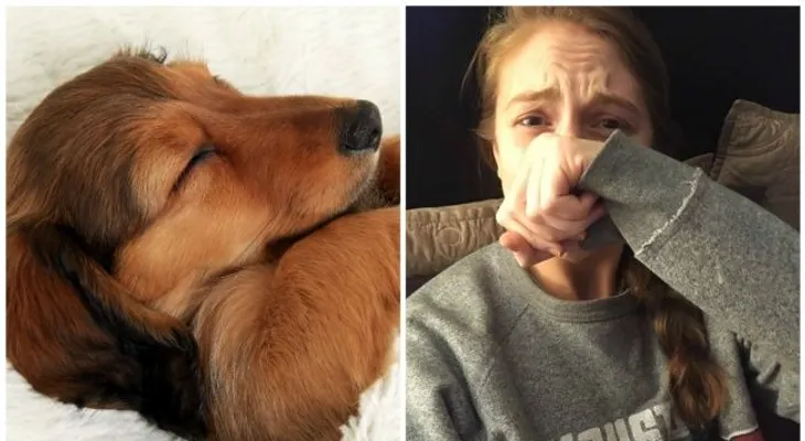 Científicos descubrieron qué sueñan los perros y resulta ser muy conmovedor