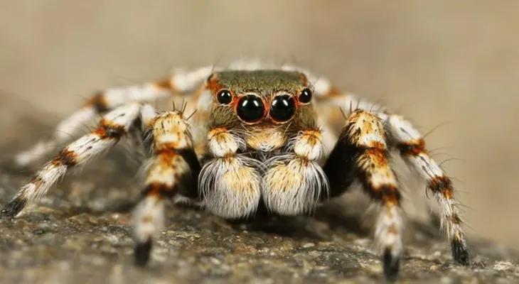 Descubren en Colombia una especie de tarántula que ataca de una manera inesperada