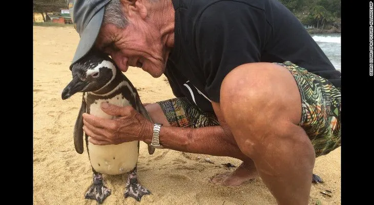 Dindim, el pingüino que cada año visita al hombre que le salvó la vida