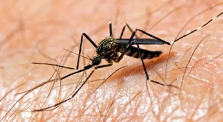 CIPESA llama a sectores a integrarse acciones contra dengue