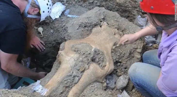 Hallazgo de cráneo completo de mamut pone en duda las teorías sobre estos animales