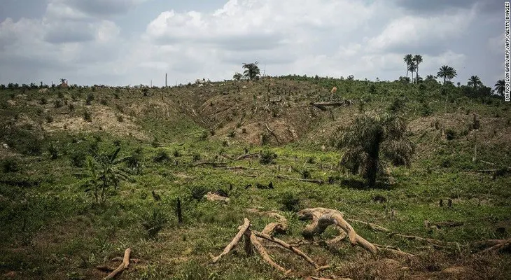 Este es el primer país en prohibir la deforestación